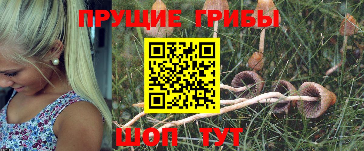 Галлюциногенные грибы Psilocybine cubensis Рязань